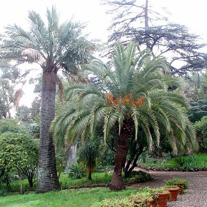 Photo de Propriété dite Le Plantier de Costebelle