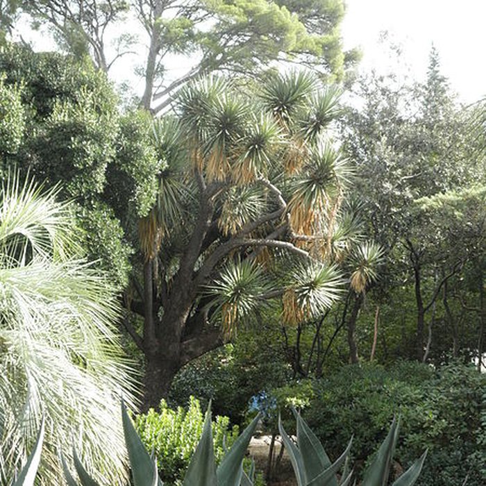 Photo de Propriété dite Le Plantier de Costebelle