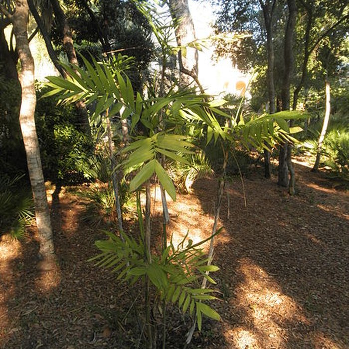 Photo de Propriété dite Le Plantier de Costebelle