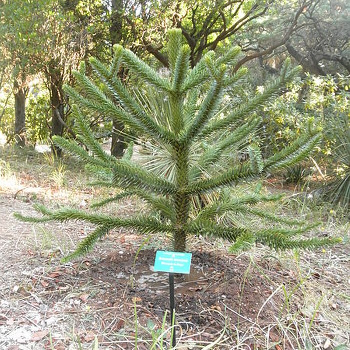Photo de Propriété dite Le Plantier de Costebelle