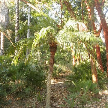 Propriété dite Le Plantier de Costebelle