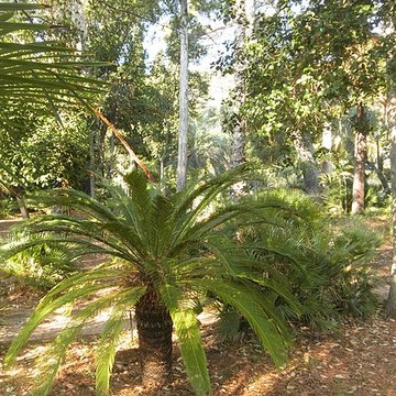 Propriété dite Le Plantier de Costebelle