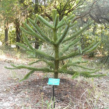 Propriété dite Le Plantier de Costebelle