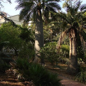 Propriété dite Le Plantier de Costebelle