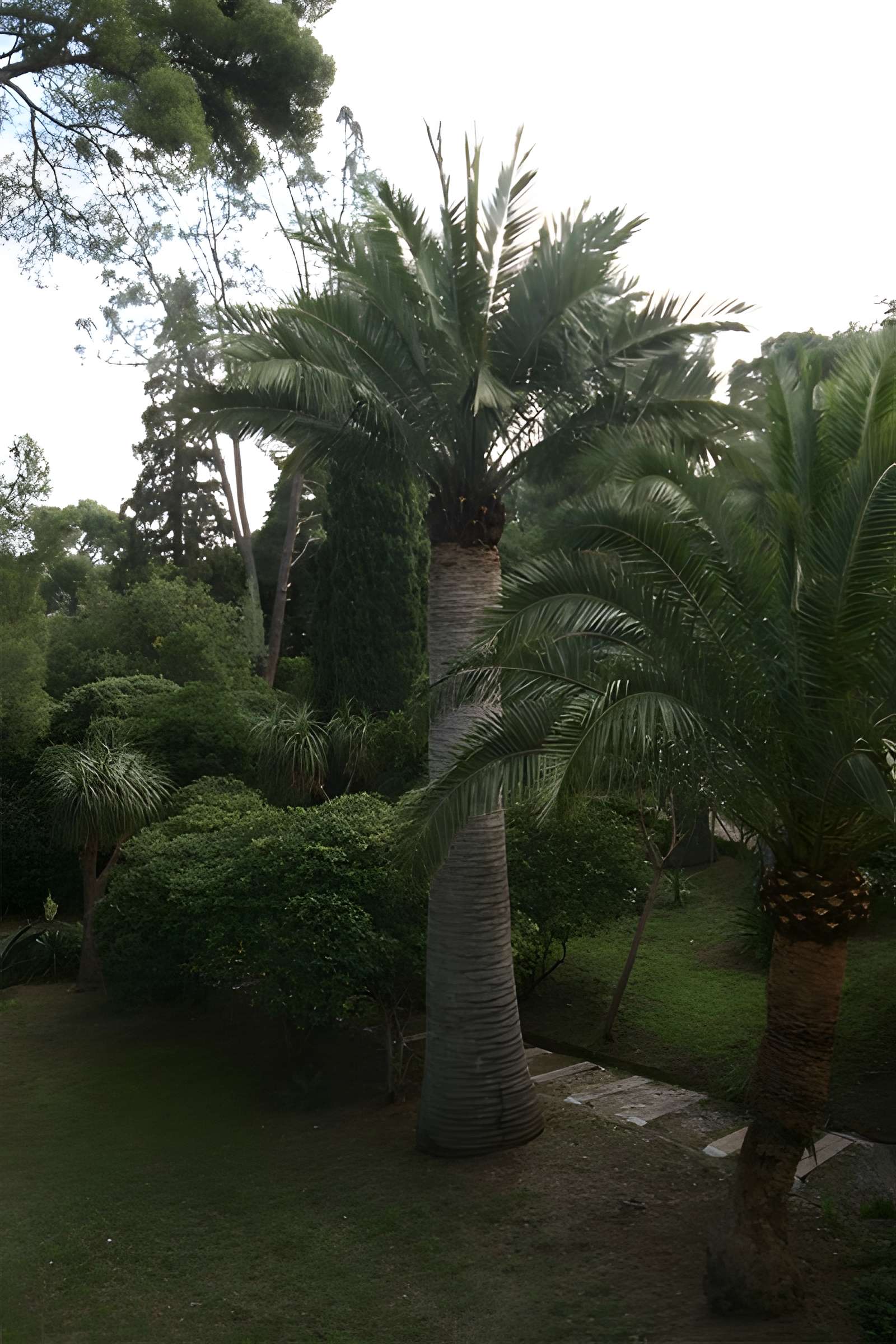 Propriété dite Le Plantier de Costebelle