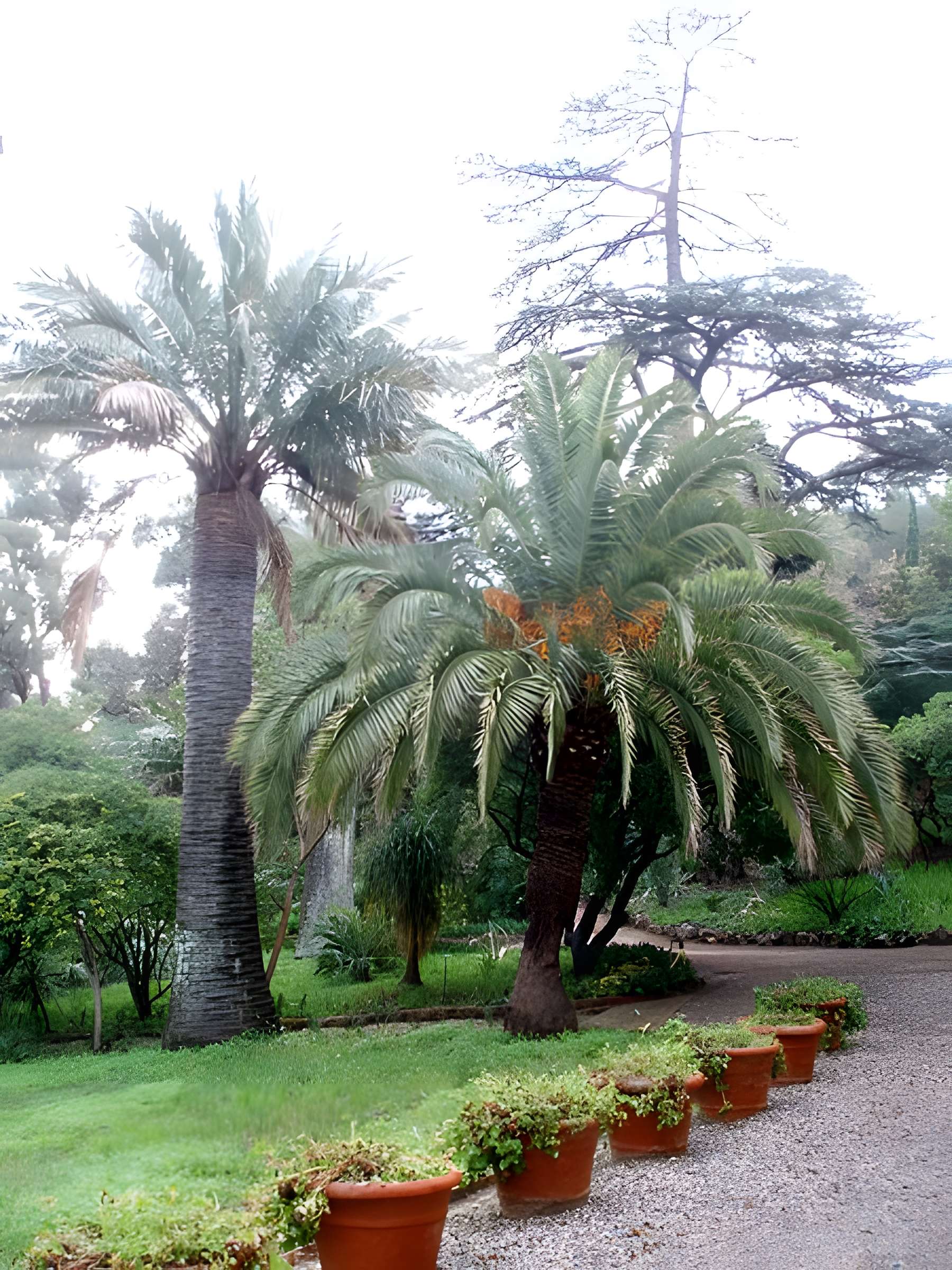 Propriété dite Le Plantier de Costebelle