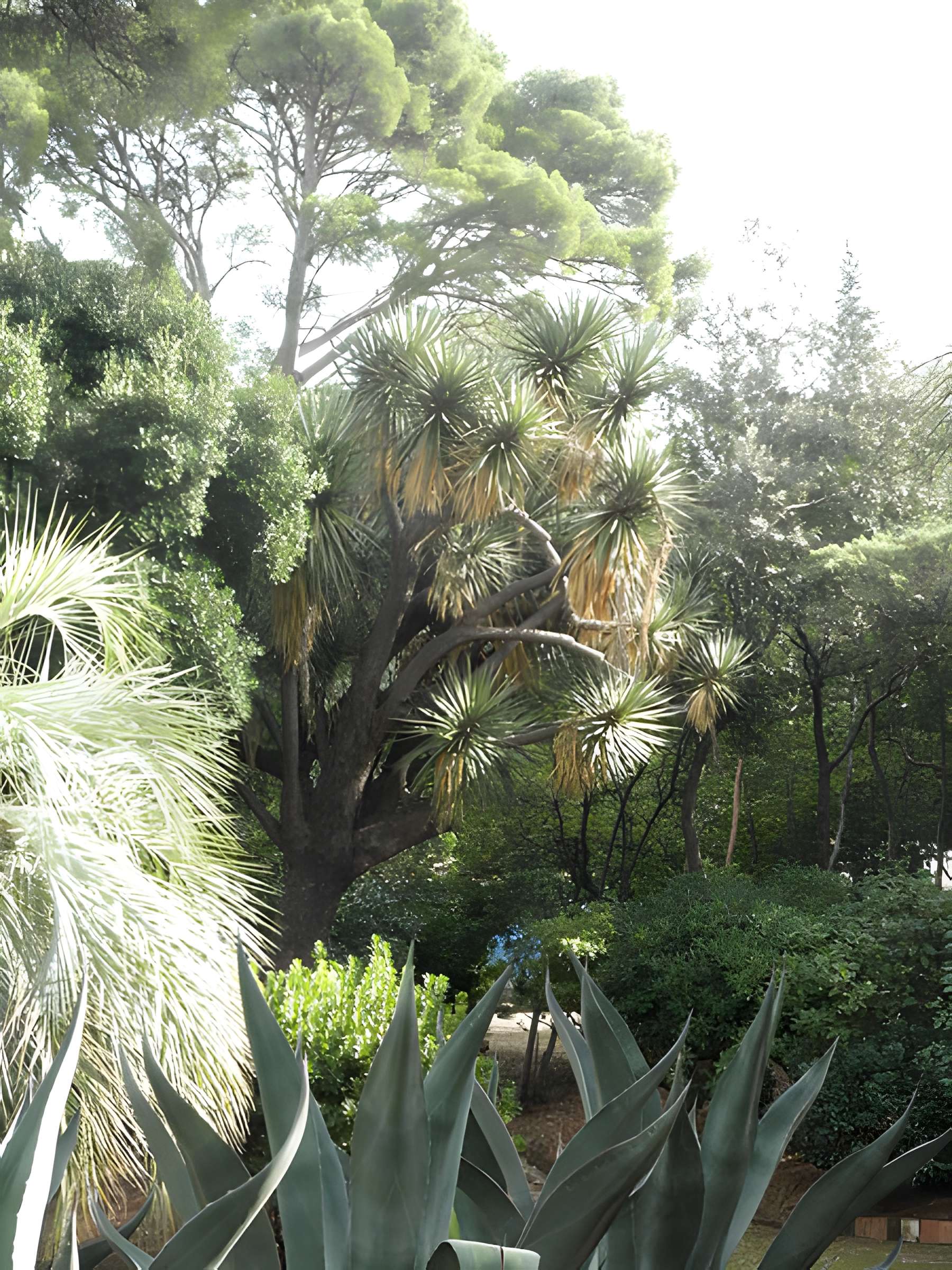 Propriété dite Le Plantier de Costebelle