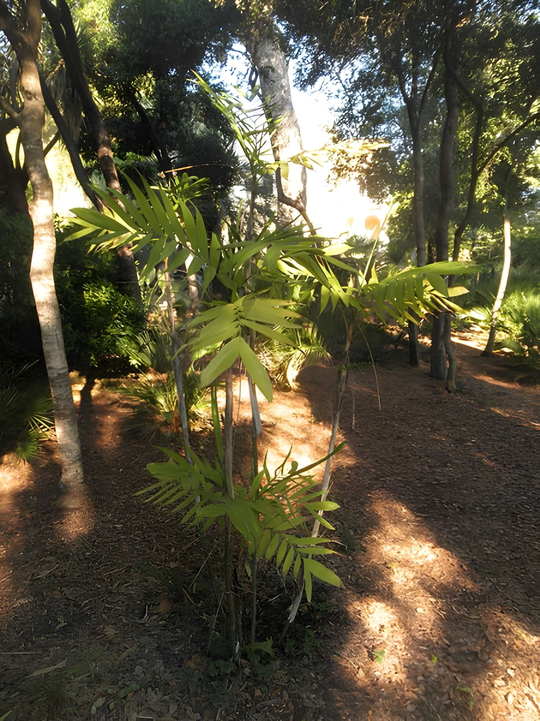 Propriété dite Le Plantier de Costebelle