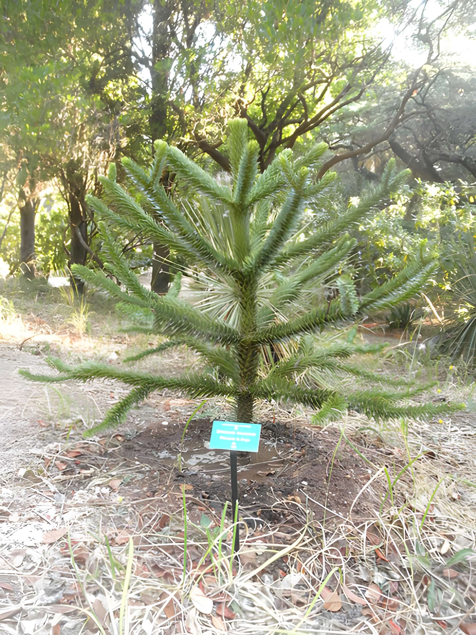 Propriété dite Le Plantier de Costebelle