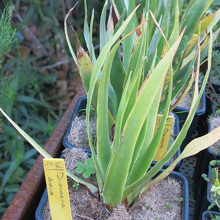 Photo de Domaine du Rayol