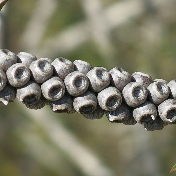 Photo de Domaine du Rayol