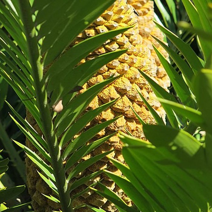 Photo de Domaine du Rayol