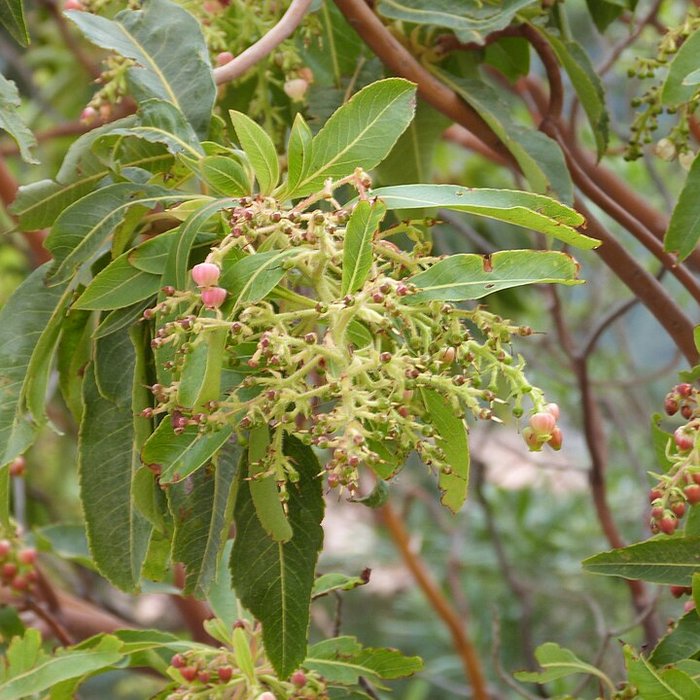 Photo de Domaine du Rayol