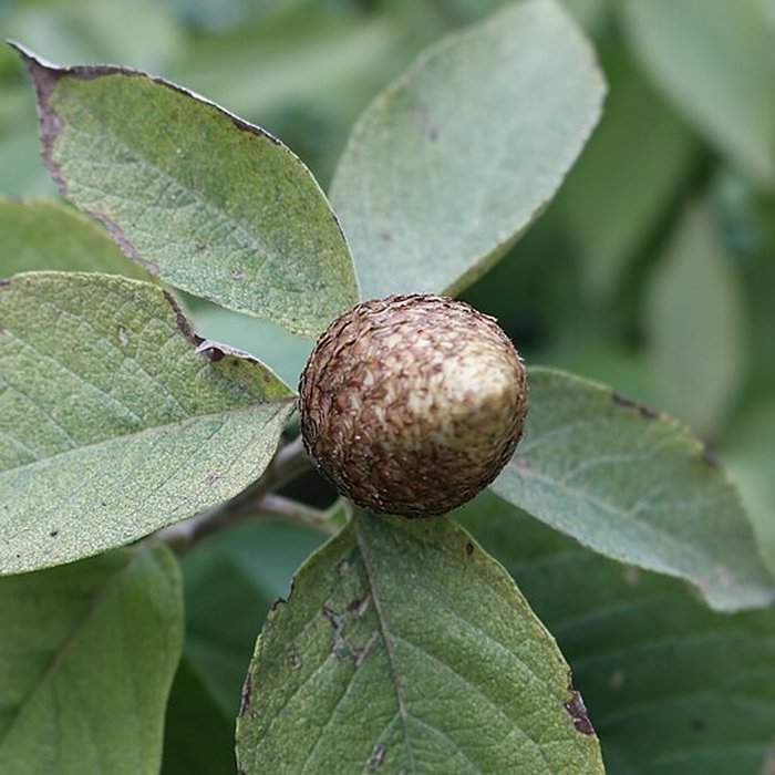 Photo de Domaine du Rayol