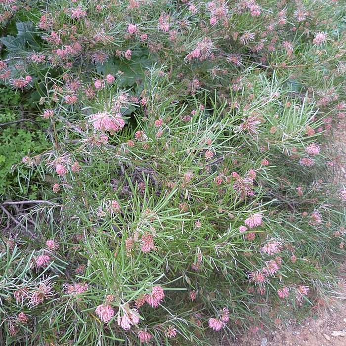 Photo de Domaine du Rayol