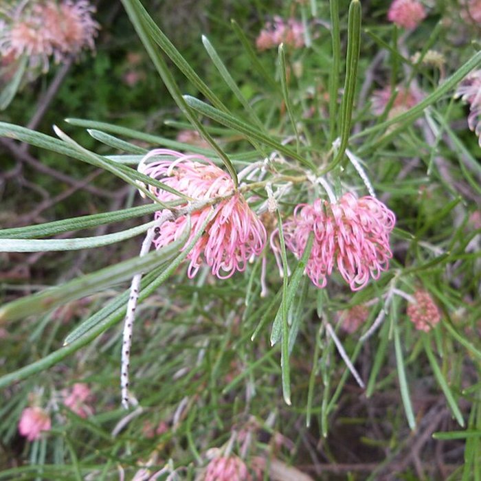 Photo de Domaine du Rayol