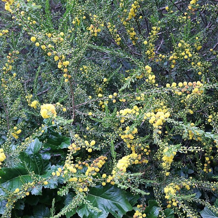 Photo de Domaine du Rayol