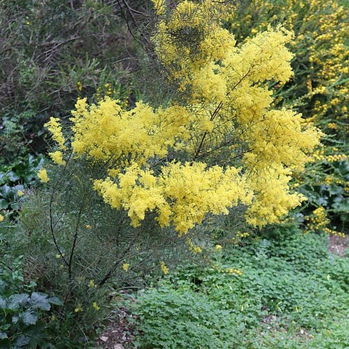 Photo de Domaine du Rayol