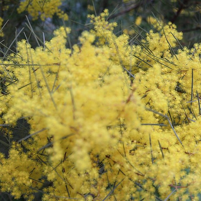 Photo de Domaine du Rayol