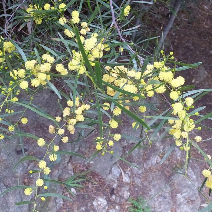 Photo de Domaine du Rayol