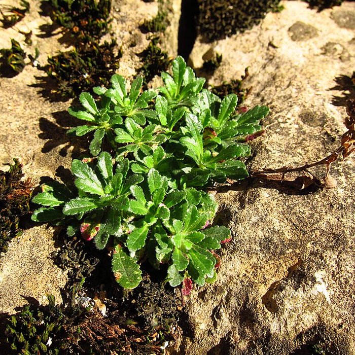 Photo de Palais épiscopal de Saint-Lizier
