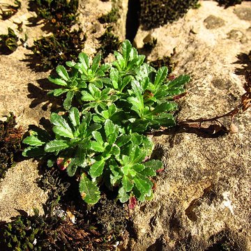 Palais épiscopal de Saint-Lizier