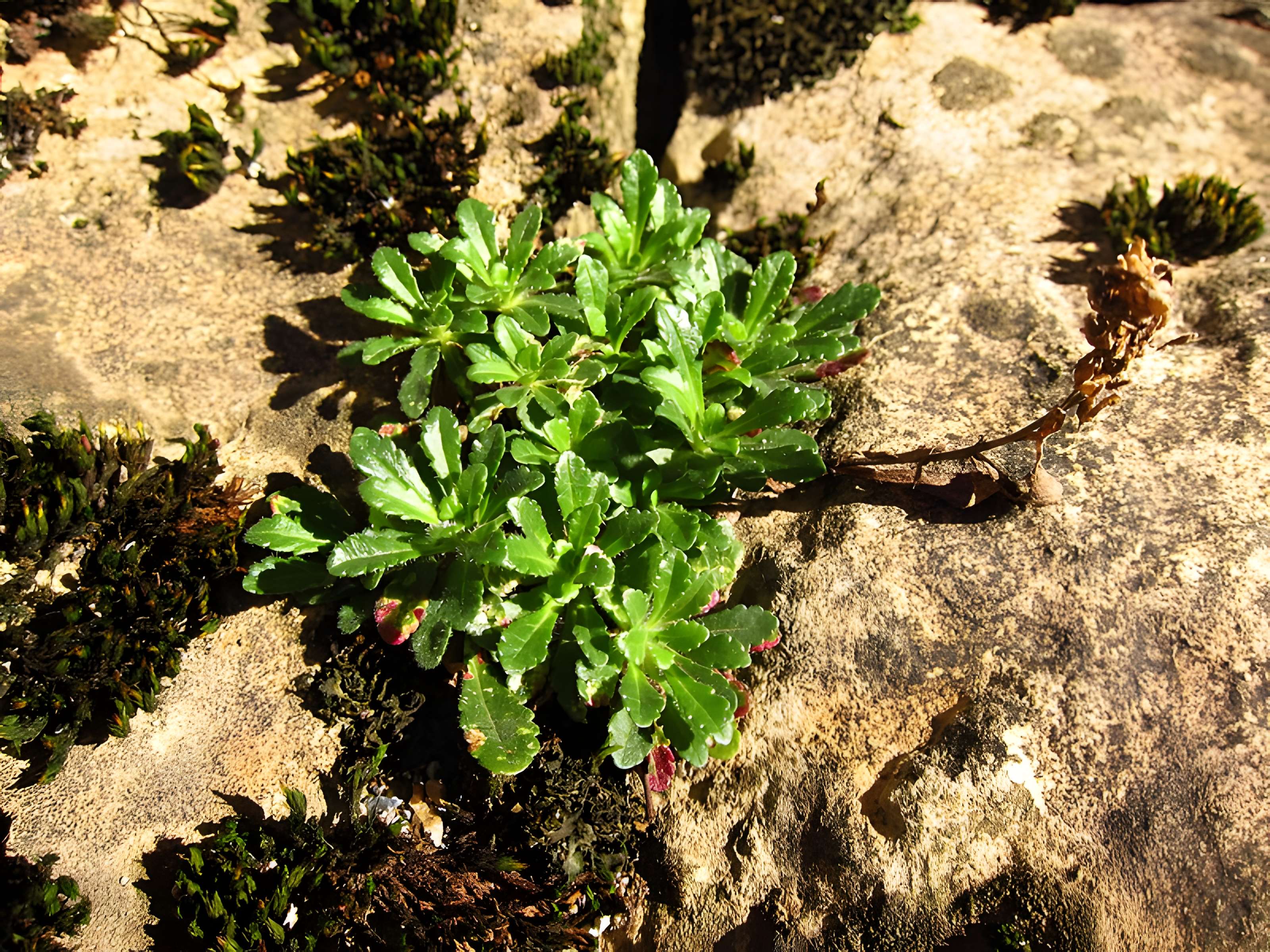 Palais épiscopal de Saint-Lizier
