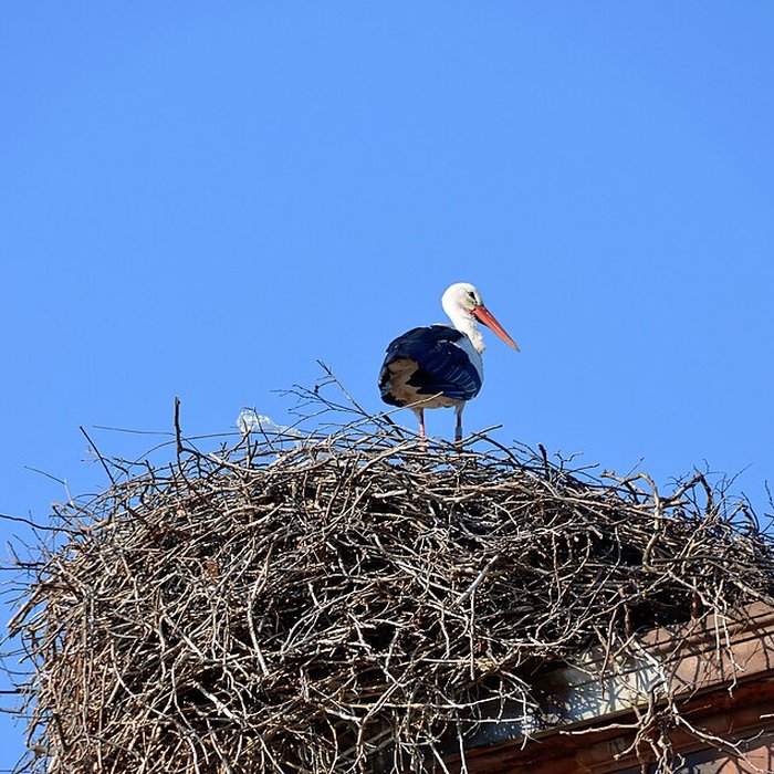 Photo de Parc de lOrangerie à Strasbourg