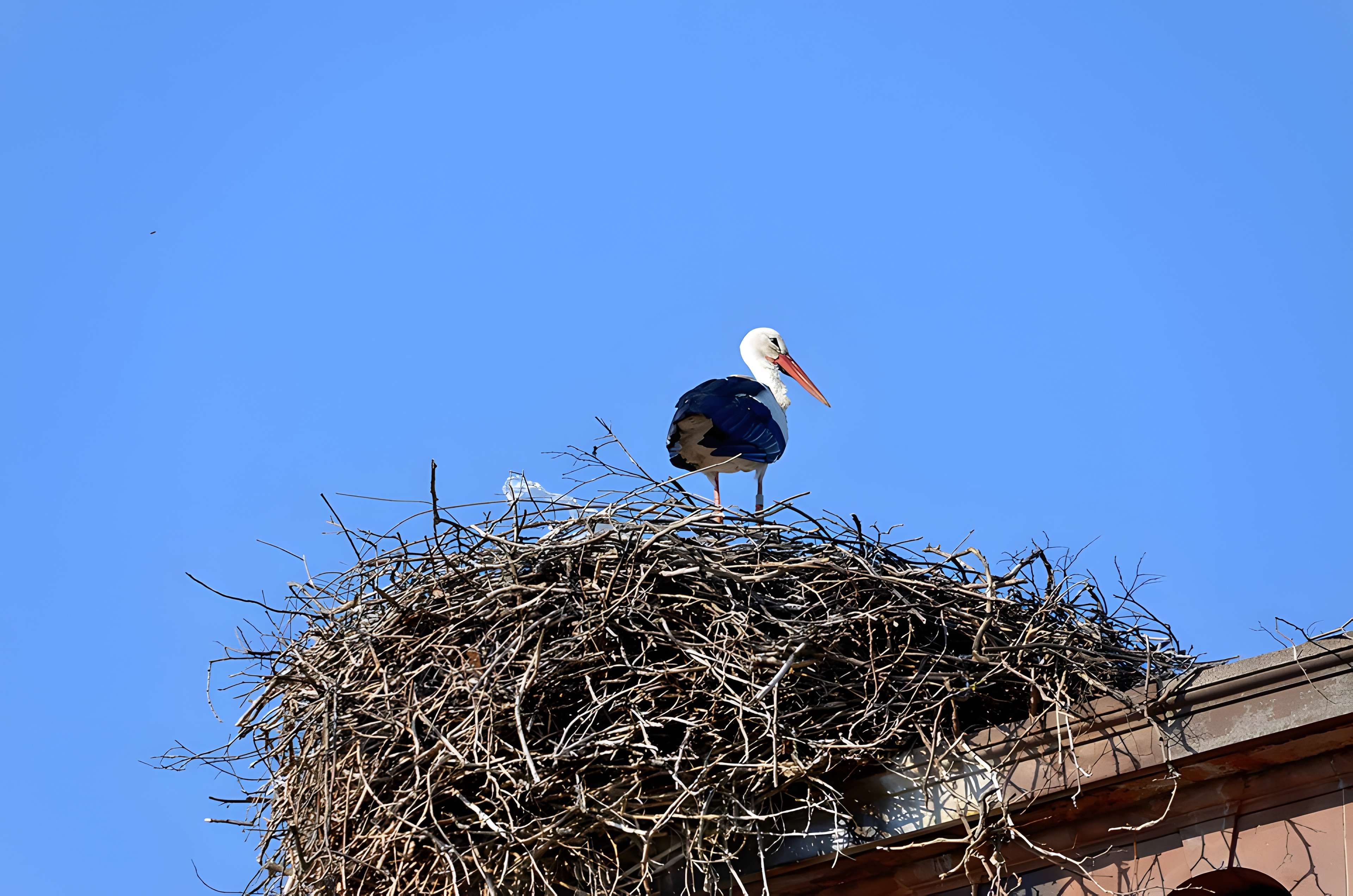 Parc de l'Orangerie à Strasbourg