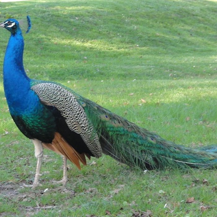 Photo de Parc et Grotte de Majolan à Blanquefort