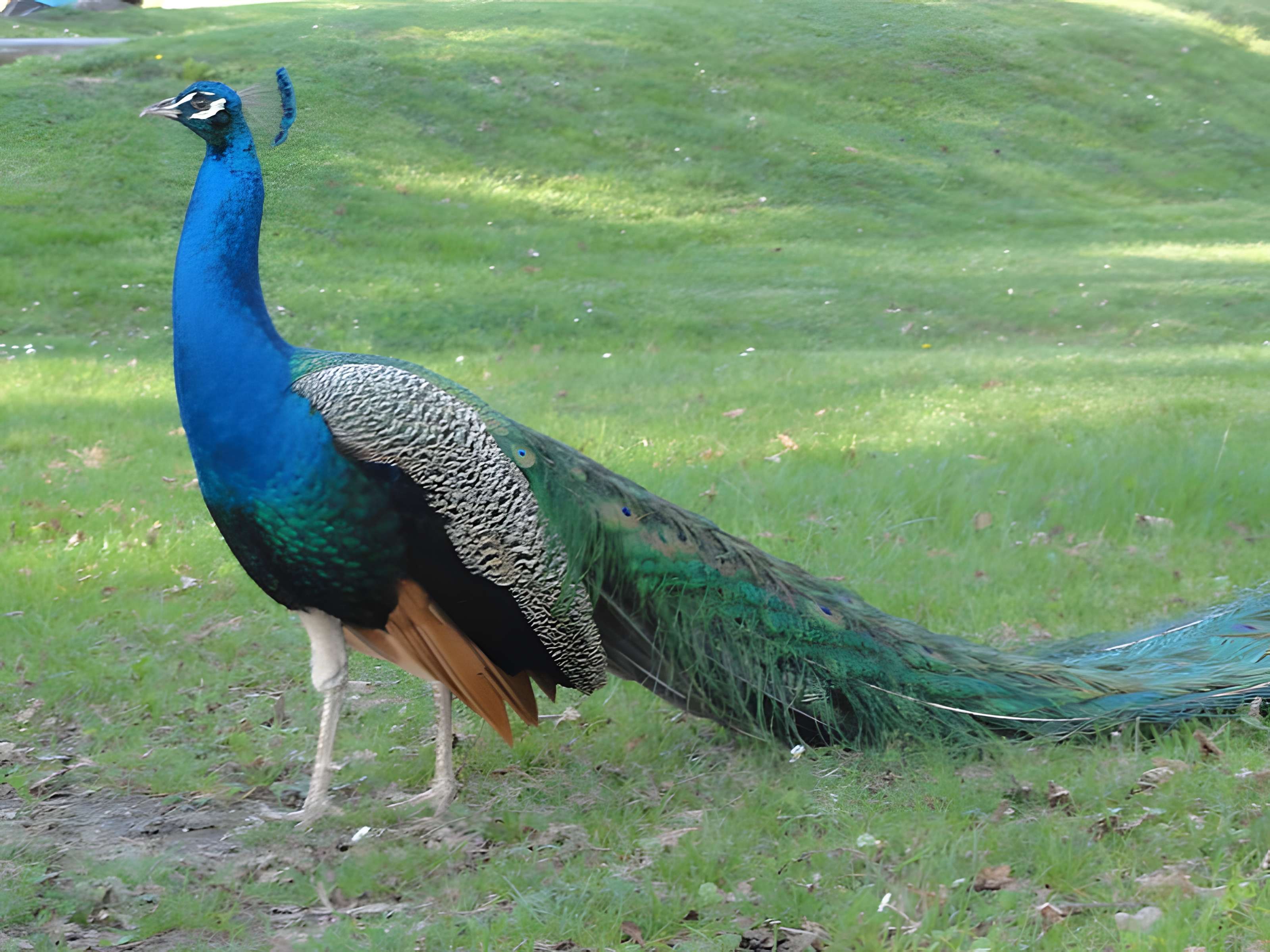 Parc et Grotte de Majolan à Blanquefort