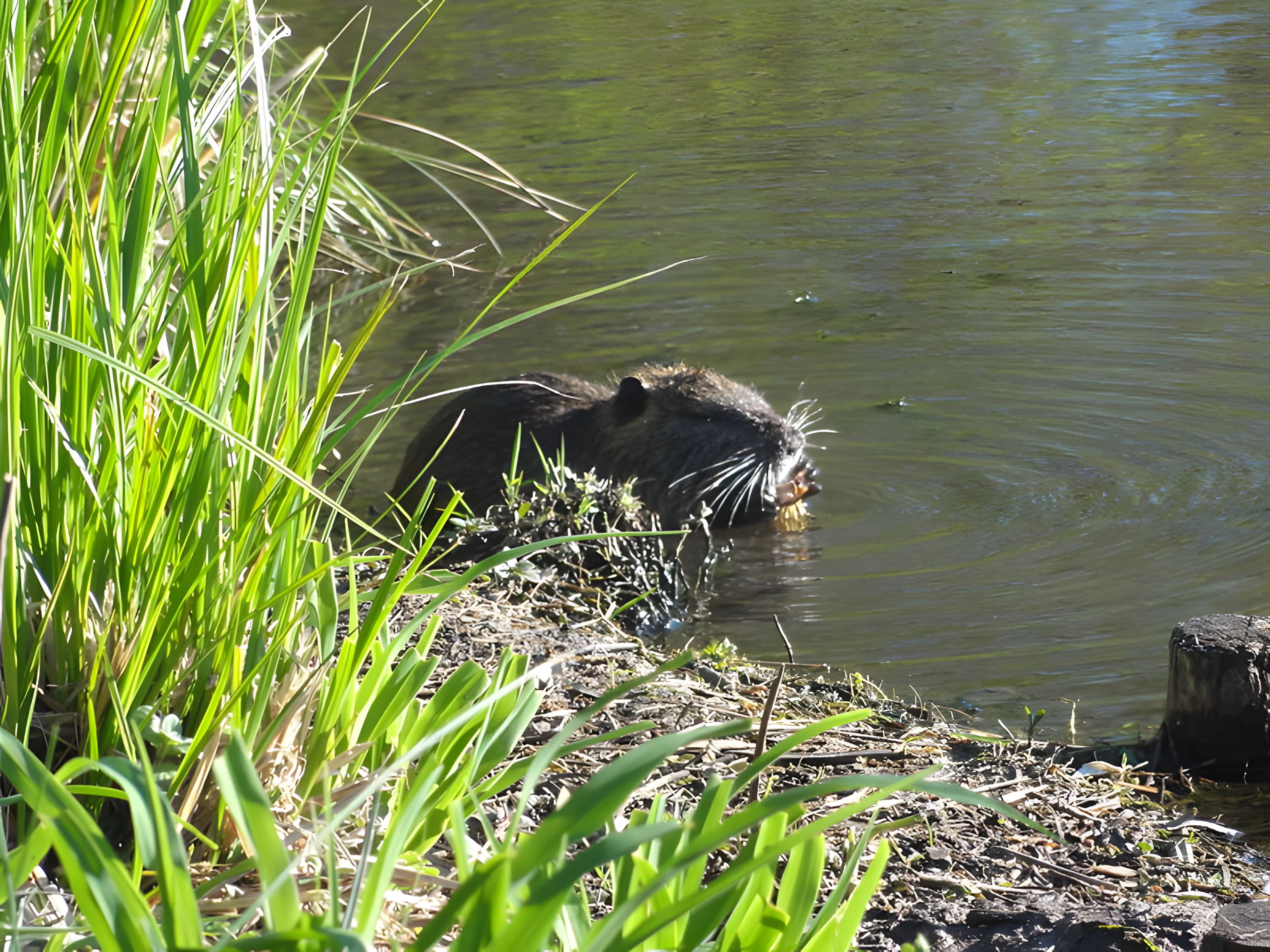 Parc et Grotte de Majolan à Blanquefort
