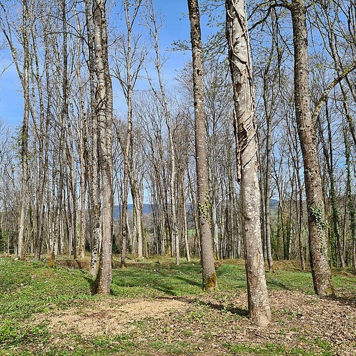 Photo de Nécropole nationale de la Fontenelle