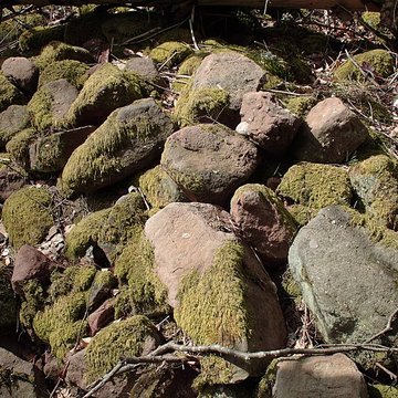 Camp celtique de la Bure