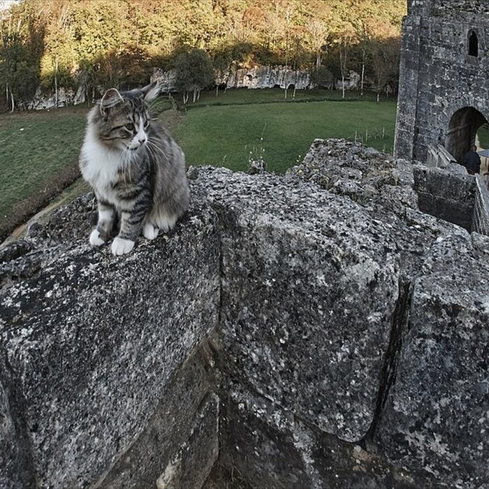 Photo de Château de Commarque