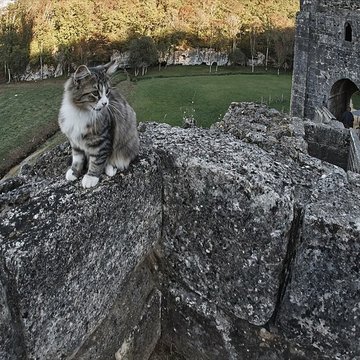 Château de Commarque