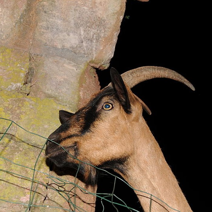 Photo de Fort Dorsner également sur commune dAuxelles-Bas