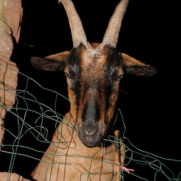 Fort Dorsner également sur commune dAuxelles-Bas