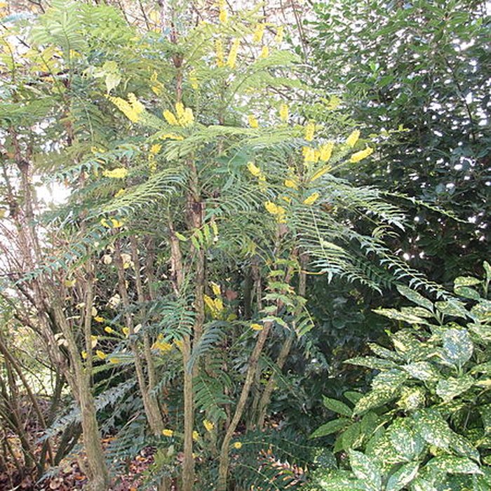 Photo de Domaine national de Saint-Cloud