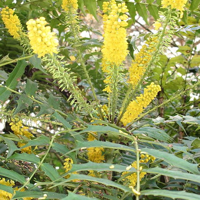 Photo de Domaine national de Saint-Cloud