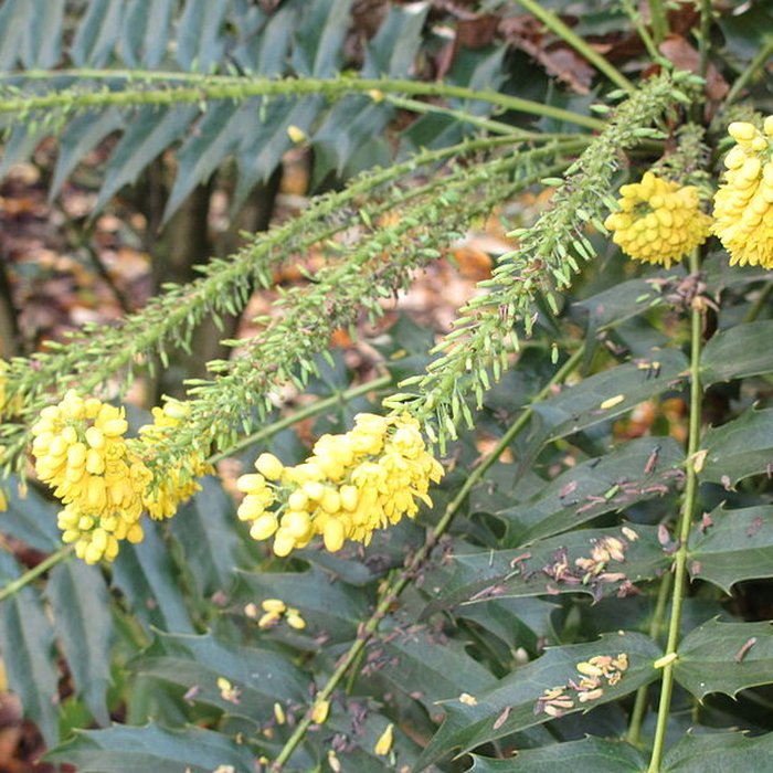 Photo de Domaine national de Saint-Cloud