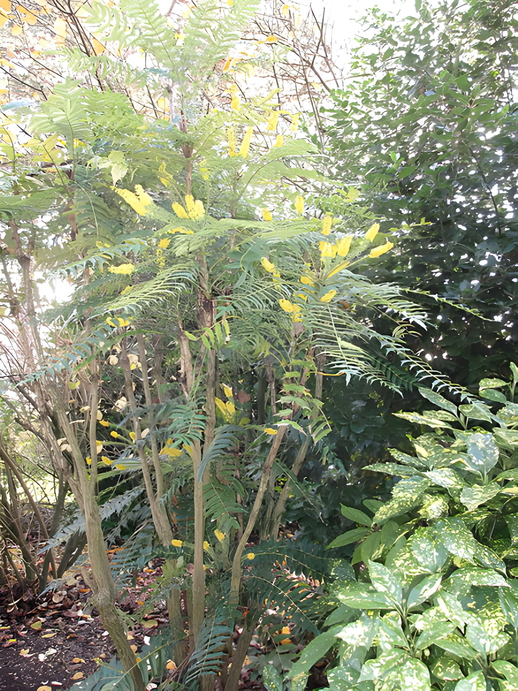 Domaine national de Saint-Cloud