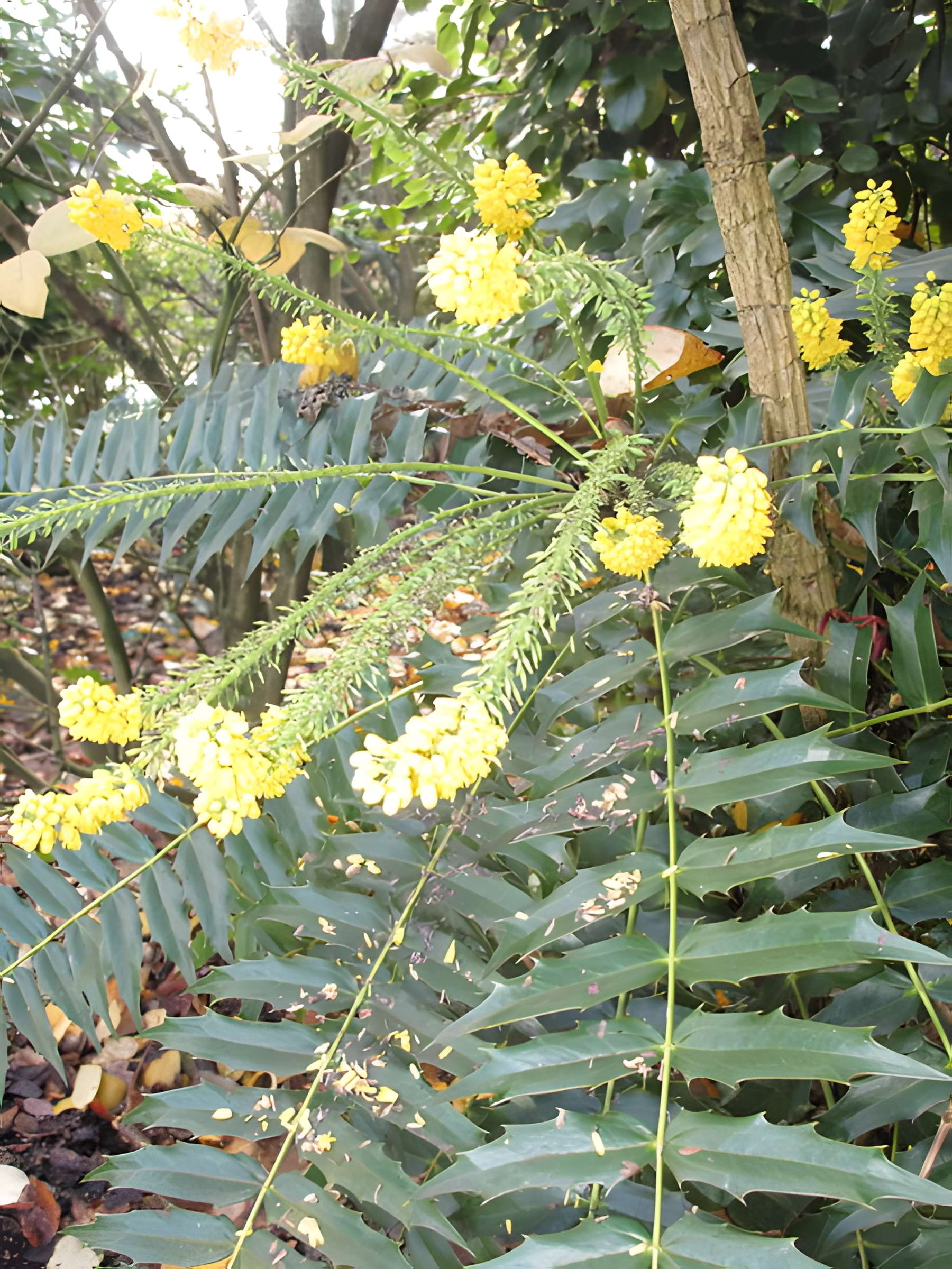 Domaine national de Saint-Cloud