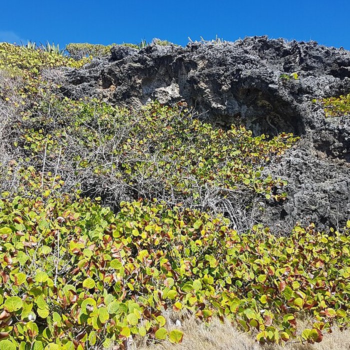 Photo de Grotte ornée dite Morne-Rita