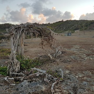 Indigoterie de Grand Fond
