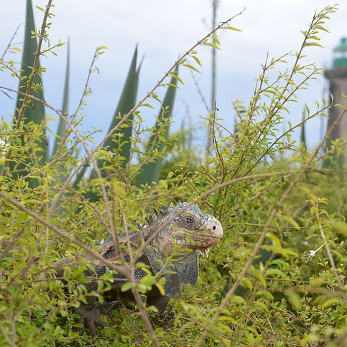 Photo de Phare de lîlet de Petite-Terre