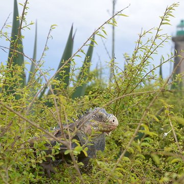 Phare de lîlet de Petite-Terre