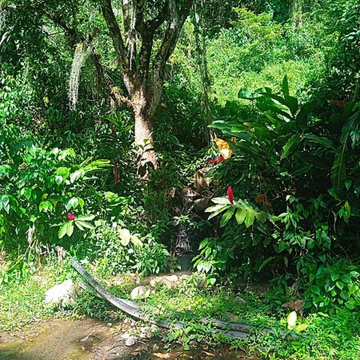 Photo de Habitation caféière La Grivelière