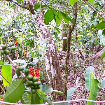 Habitation caféière La Grivelière