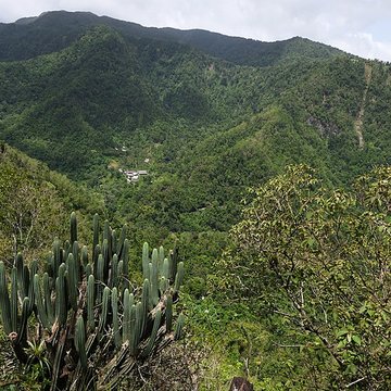 Habitation caféière La Grivelière